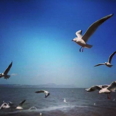 星缘游戏九游版下载